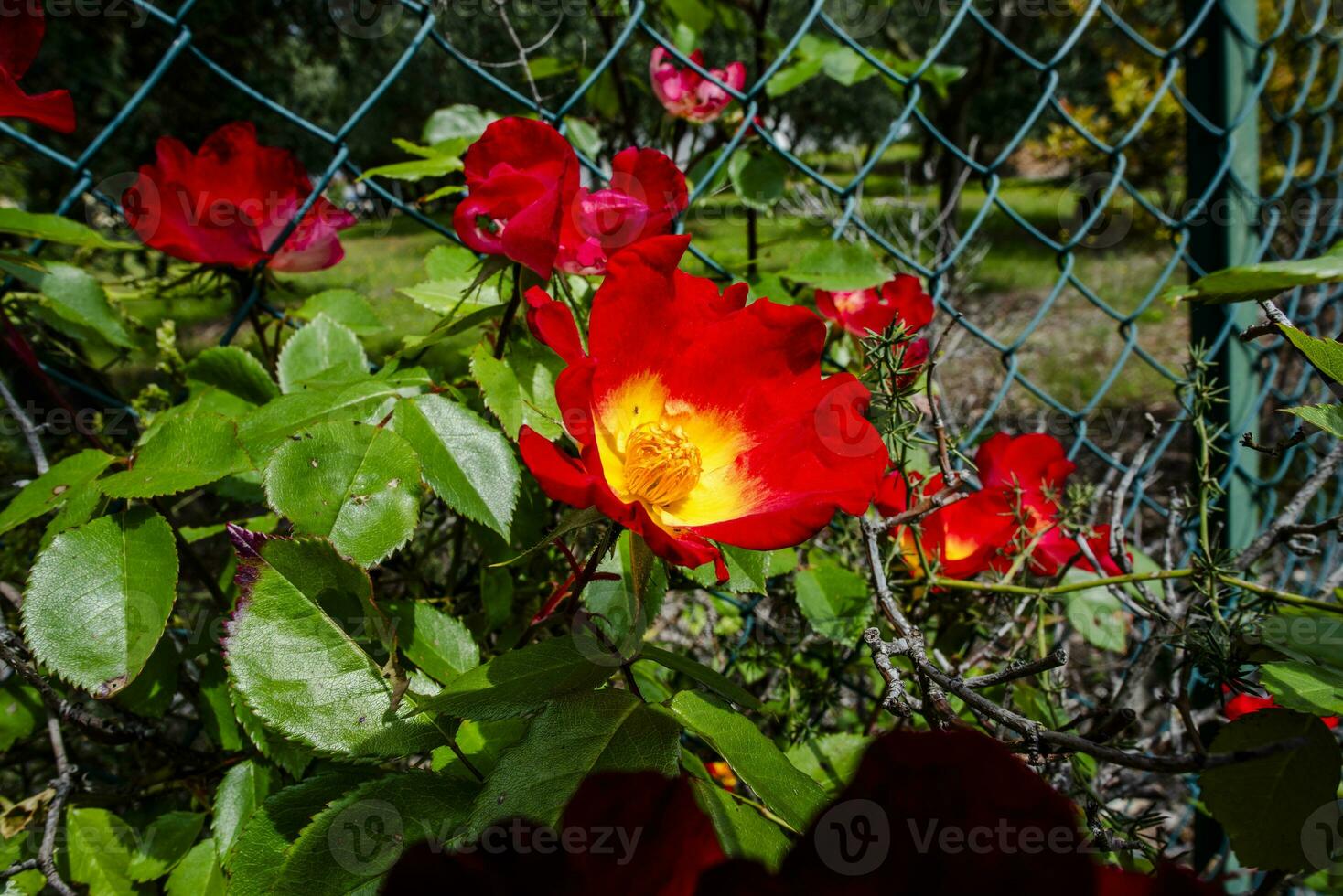 Macesul de munte (Rosa pendulina)