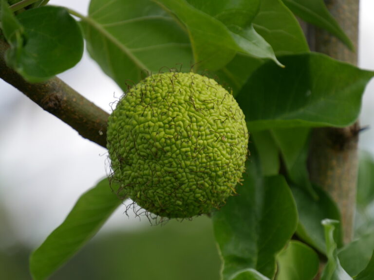 Maclura (Maclura aurantiaca)