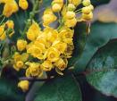 Mahonia (Mahonia aquifolium)