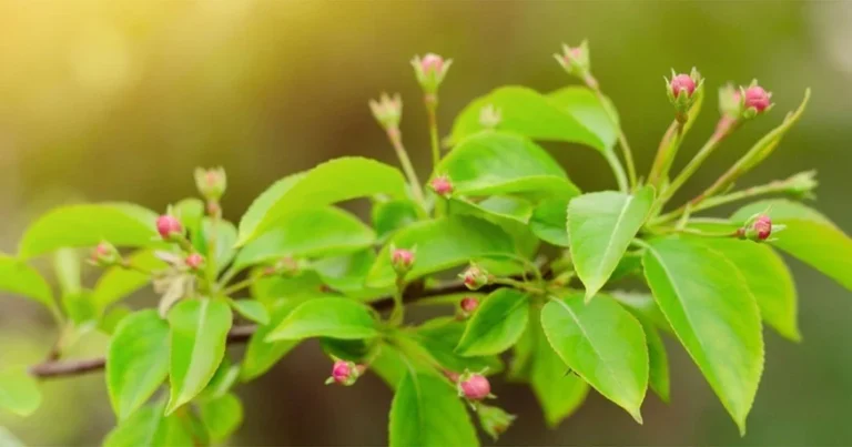 Marul paduret (Malus sylvestris)