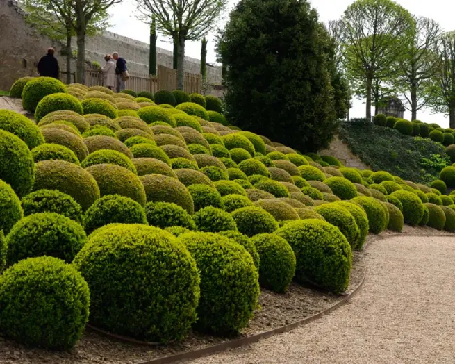 Merisorul (Buxus sempervirens)