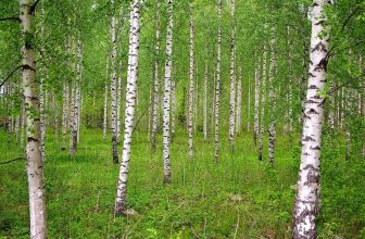 Mestecanas (betula humilis)