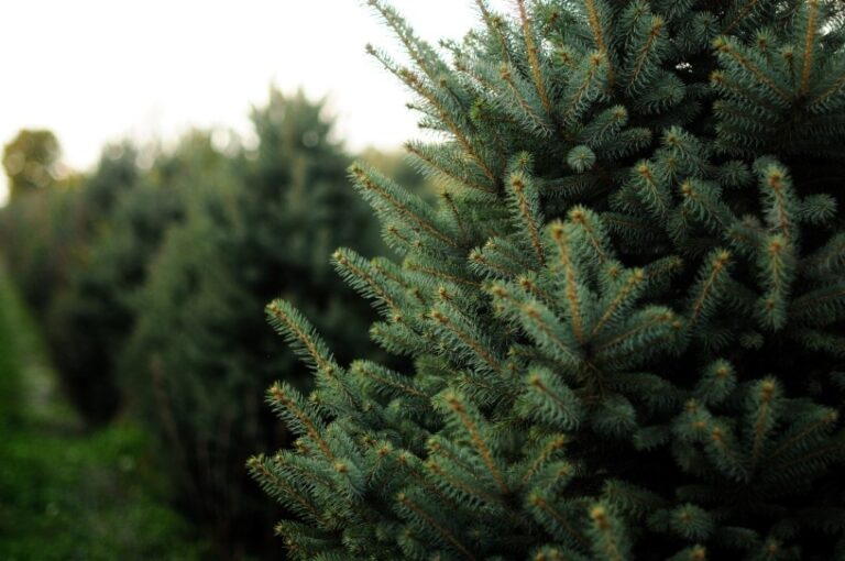 Molidul de Arizona (Picea Engelmanni)