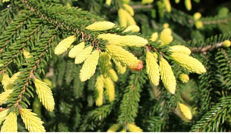 Molidul de Caucaz (Picea Orientalis)
