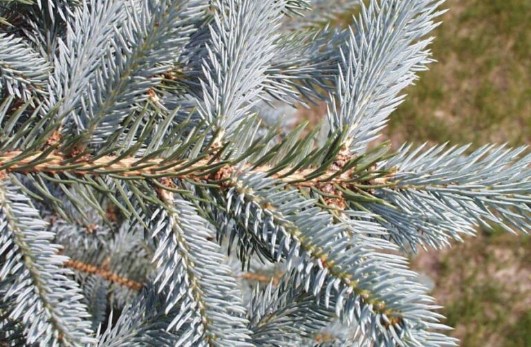 Molidul intepator (Picea pungens)