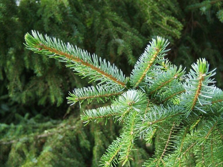 Molidul sarbesc (Picea omorika)