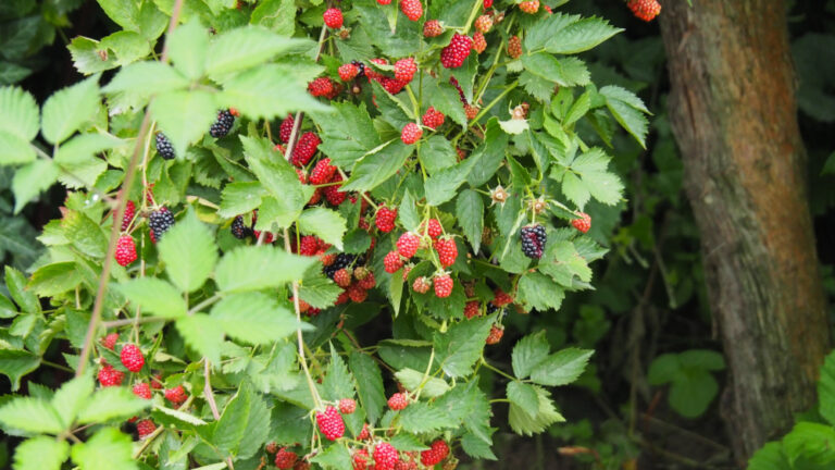 Murul de campie (Rubus fruticosus)