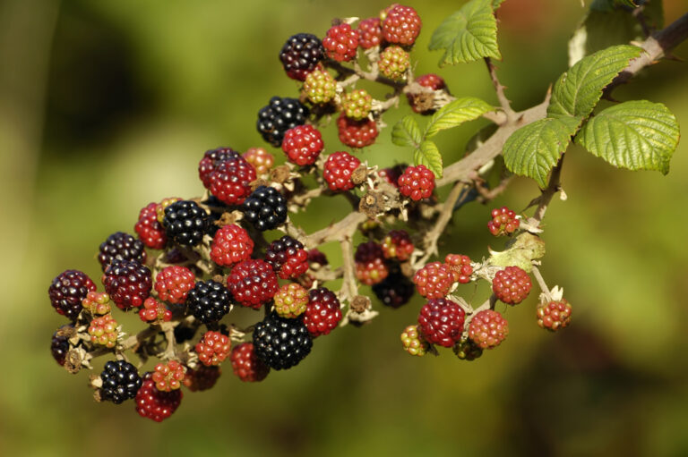 Murul de padure (Rubus fruticosus)