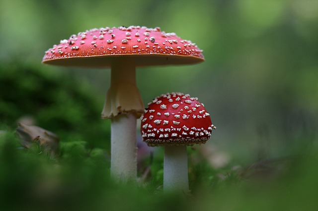 Muscarita (Amanita muscaria)