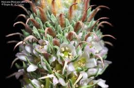 Catina mica (Myricaria germanica)