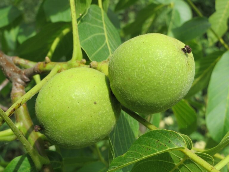 Nuc comun (Juglans regia)