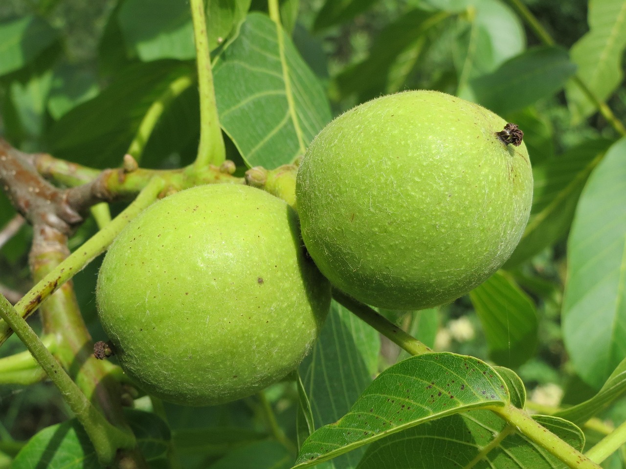 Nuc comun (Juglans regia)
