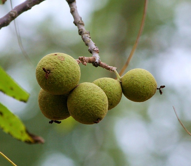 Nuc negru (Juglans nigra)