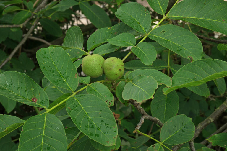 Nucul comun (Juglans Regia)