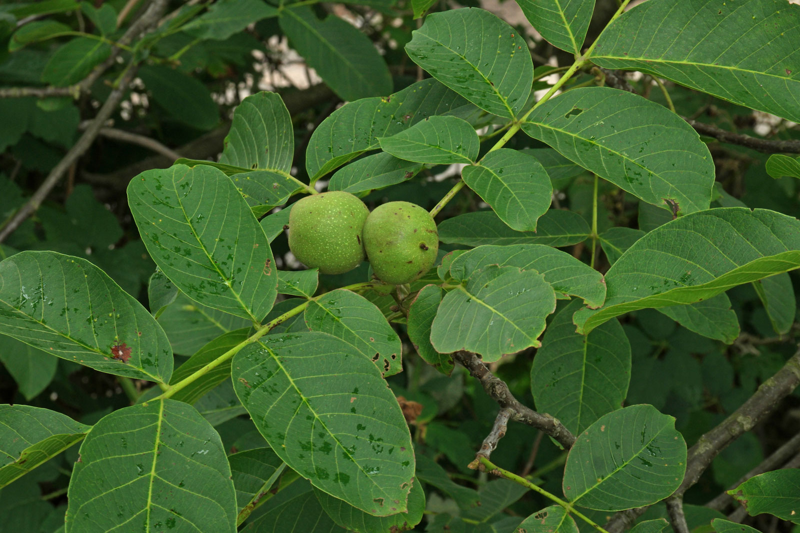 Nucul comun (Juglans Regia)