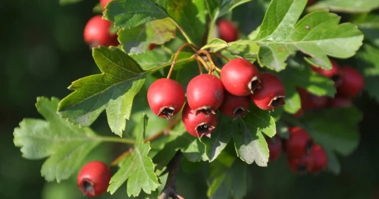 Paducelul (Crataegus oxycantha)