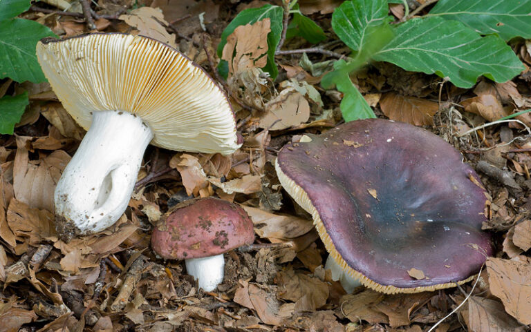 Painisoarele (Russula alutacea)