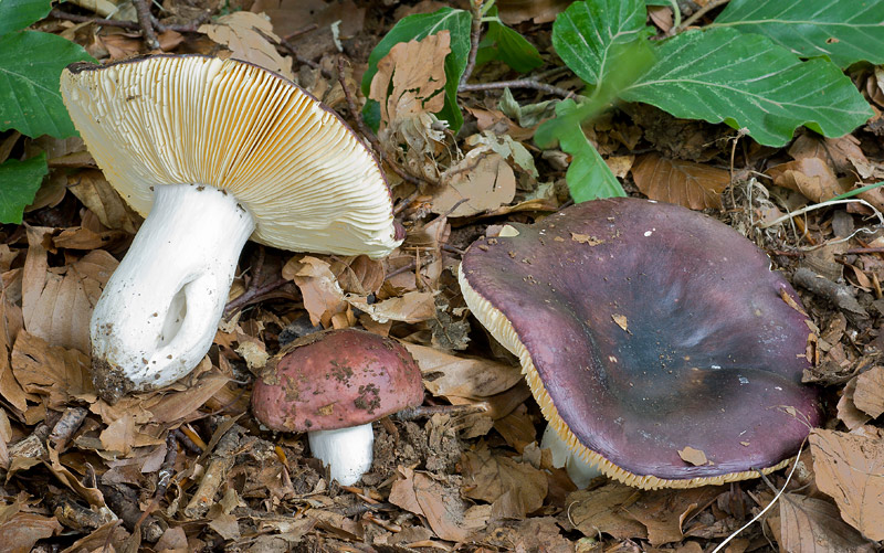 Painisoarele (Russula alutacea)