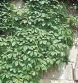 Vita de Canada (Parthenocissus quinquefolia)