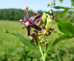 Periploca (Periploca graeca)