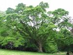 Arborele de pluta de Amur (Phellodendron amurense)