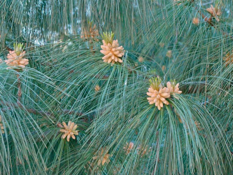 Pin de Himalaia (Pinus Wallichiana)