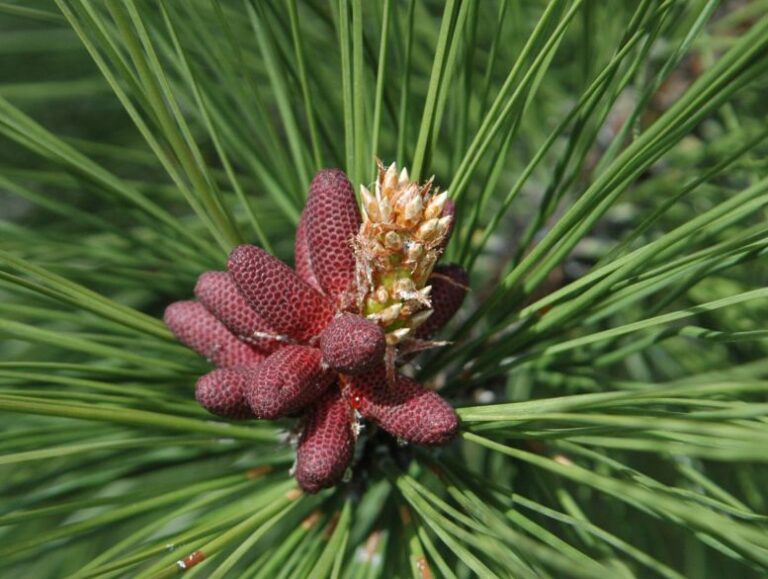 Pin galben (Pinus ponderosa)