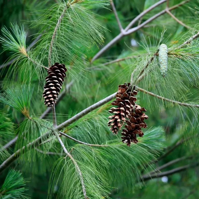 Pin strob (Pinus Strobus)