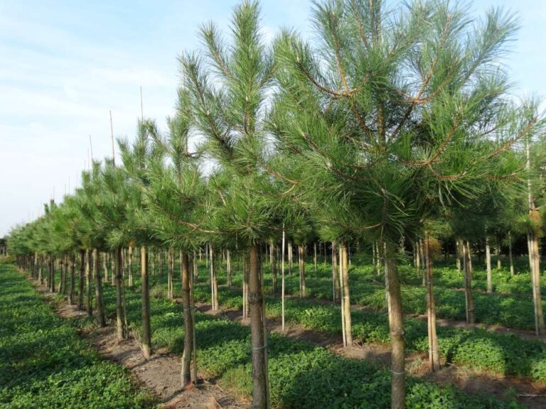 Pinul negru (Pinus nigra)