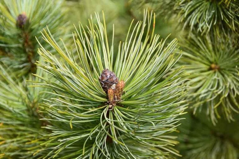 Pinul silvestru (Pinus Sylvestris)