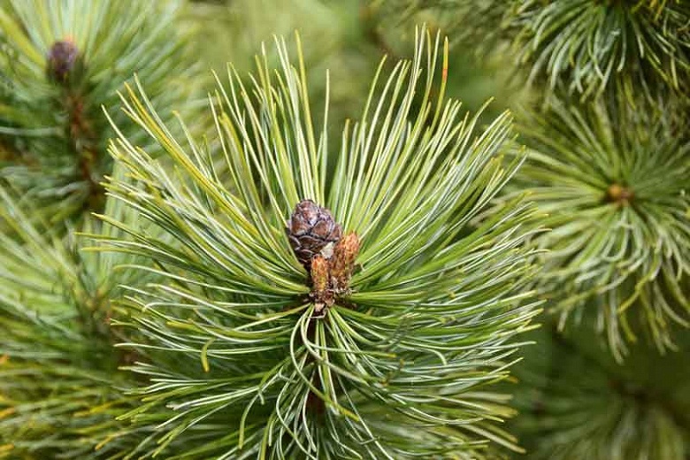 Pinul silvestru (Pinus Sylvestris)