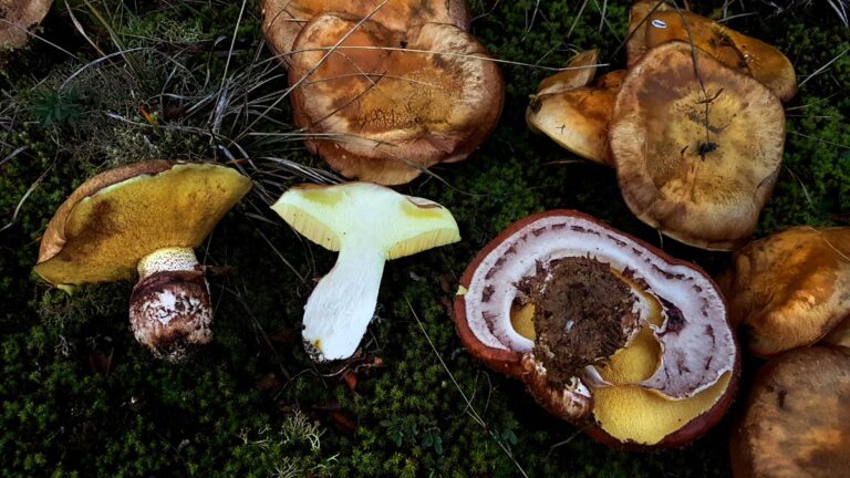Pita vacii (Suillus lutens)