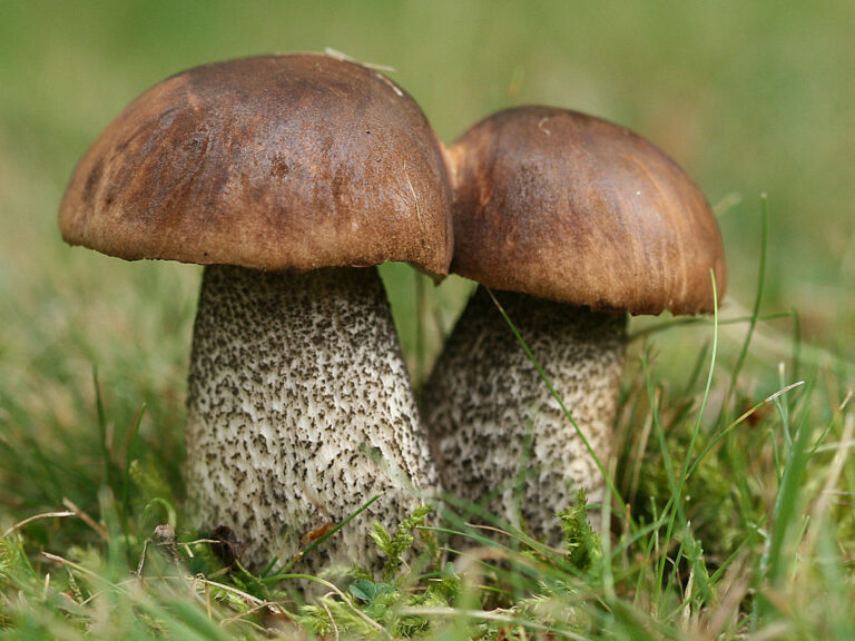 Pitarca (Leccinium scabrum)