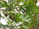 Platanul (Platanus acerifolia)