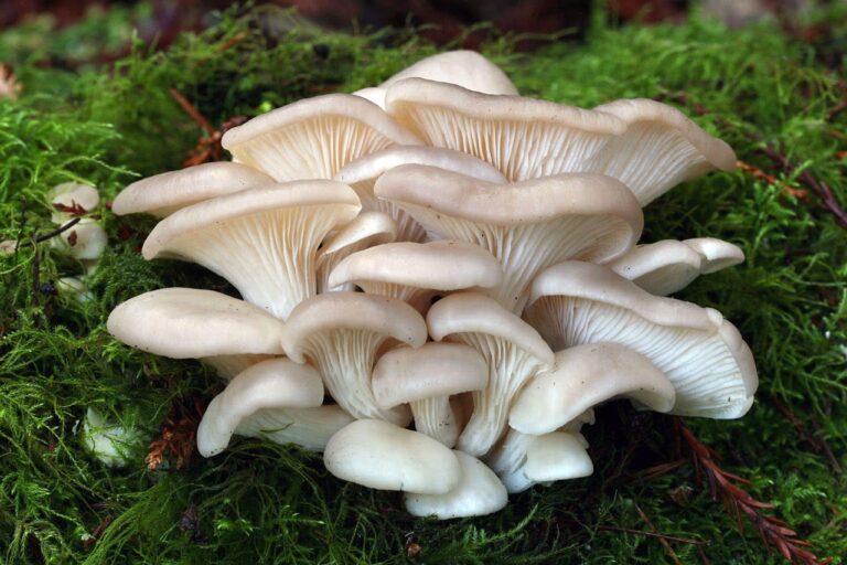 Pastravii de fag (Pleuratus ostreatus)