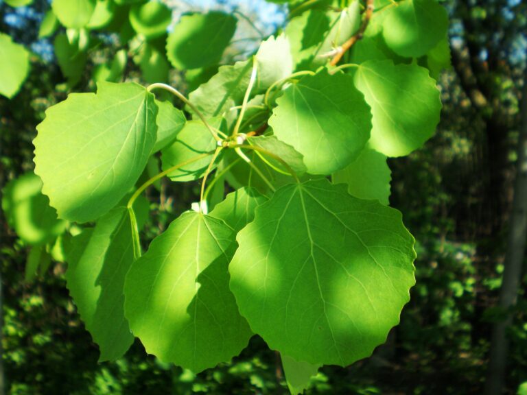 Plopul tremurator (Populus tremula)