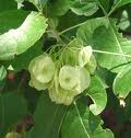 Ptelea (Ptelea trifoliata)