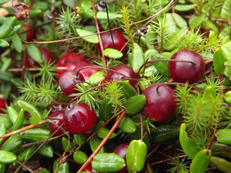Rachitele (Cranberries)
