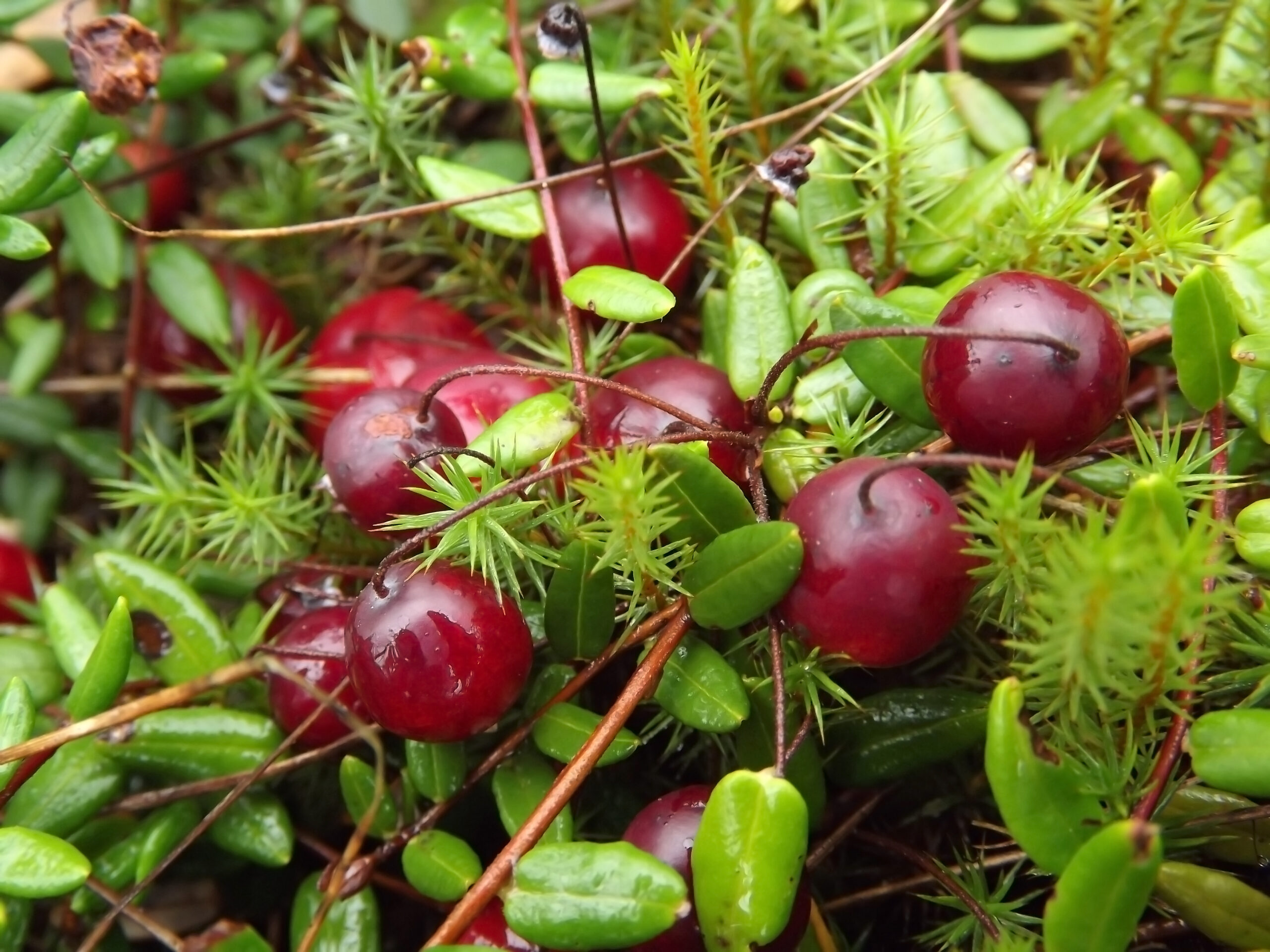 Rachitele (Cranberries)