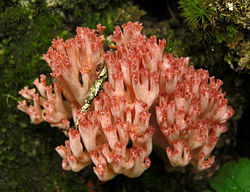 Ramurelele (Ramaria botrytis)