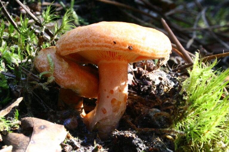 Rascovii (Lactarius deliciosus)
