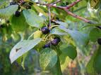 Spinul cerbului (Rhamnus catharctica)