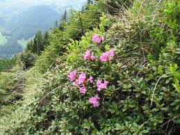 Bujor de munte (Rhododendron kotschyi)