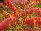 Otetar rosu (Rhus typhina)
