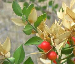 Ghimpe (Ruscus aculeatus)