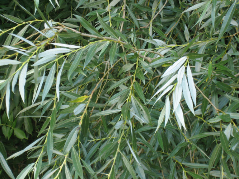 Salcia alba (Salix alba)
