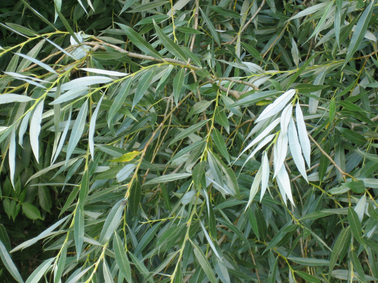 Salcia alba (Salix alba)