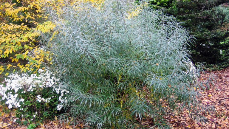 Salcia de nisipuri (Salix rosmarinifolia)