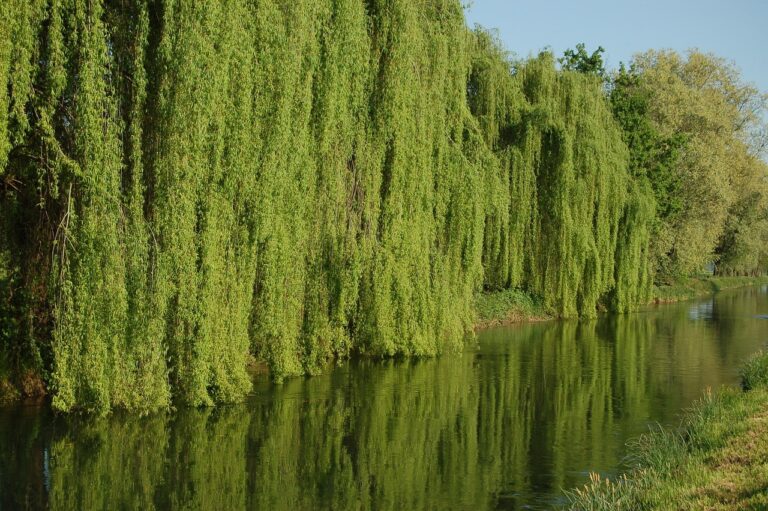 Salcia plangatoare (Salix babylonica)