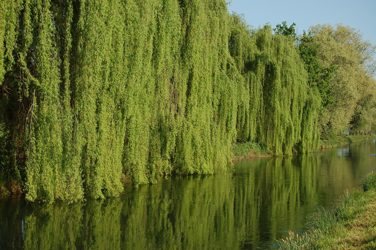 Salcia plangatoare (Salix babylonica)